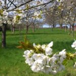 Jahreskurs auf der Obstwiese