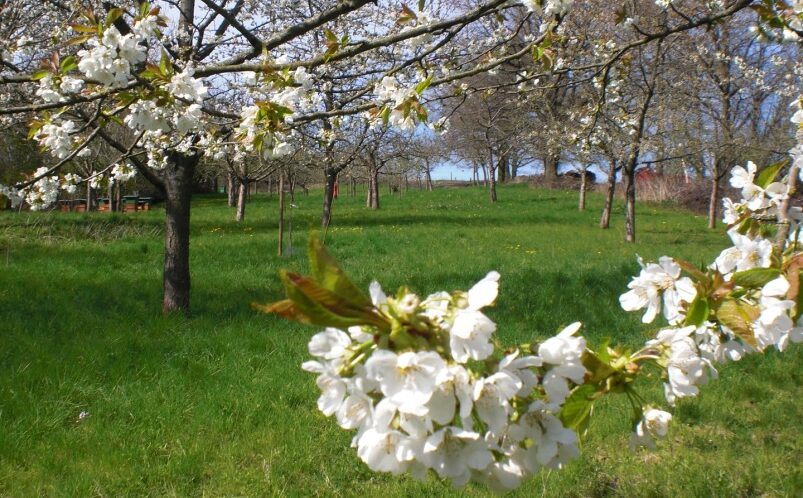 Jahreskurs auf der Obstwiese