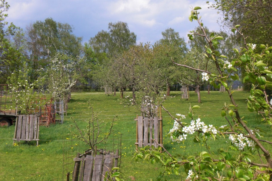 naturgemäßer Obstbaumschnitt Schwerpunkt Altbaum /Steinobst