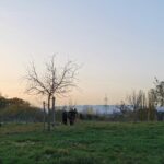 Naturgemäßer Obstbaumschnitt: Jungbaum- und Altbaumschnittkurs in Trendelburg-Eberschütz und Liebenau-Zwergen