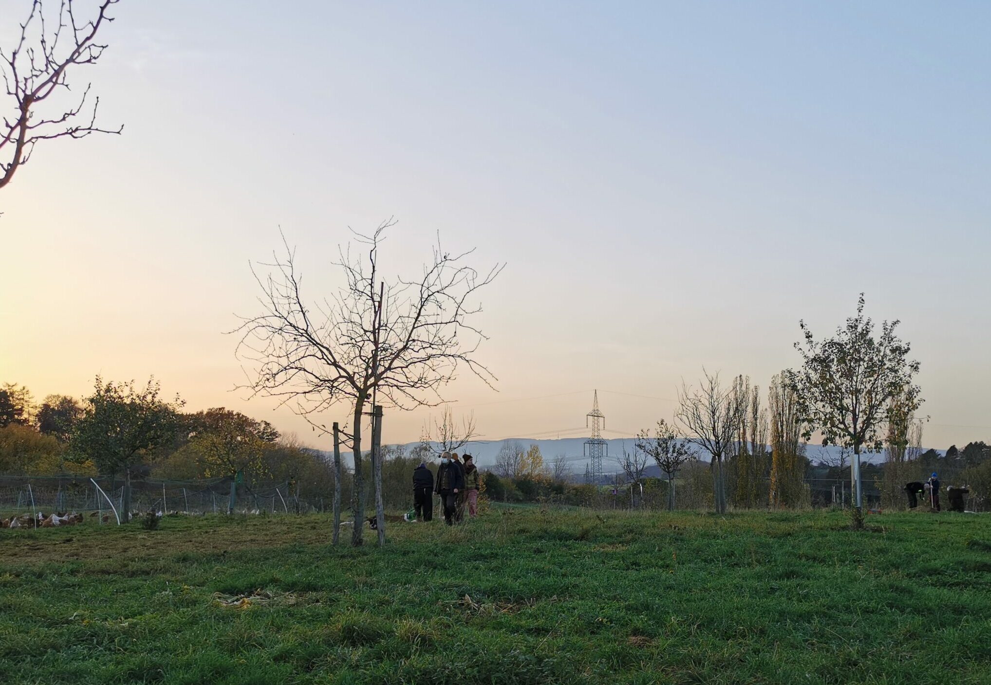 Jahreskurs Naturgemäße Obstbaum- und Streuobstwiesenpflege (für pädagogisch Tätige)