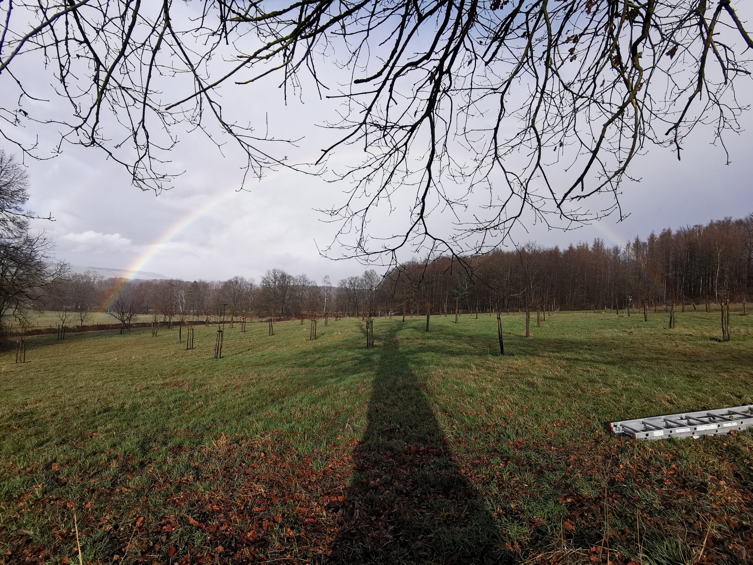 Grünberg Zertifikat (GZ) – Obstbaumpflege