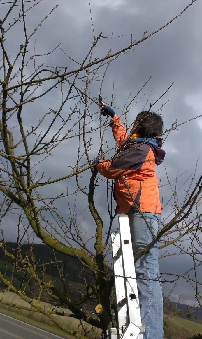 Naturgemäßer Obstbaumschnitt: Schnittkurs  in Naumburg