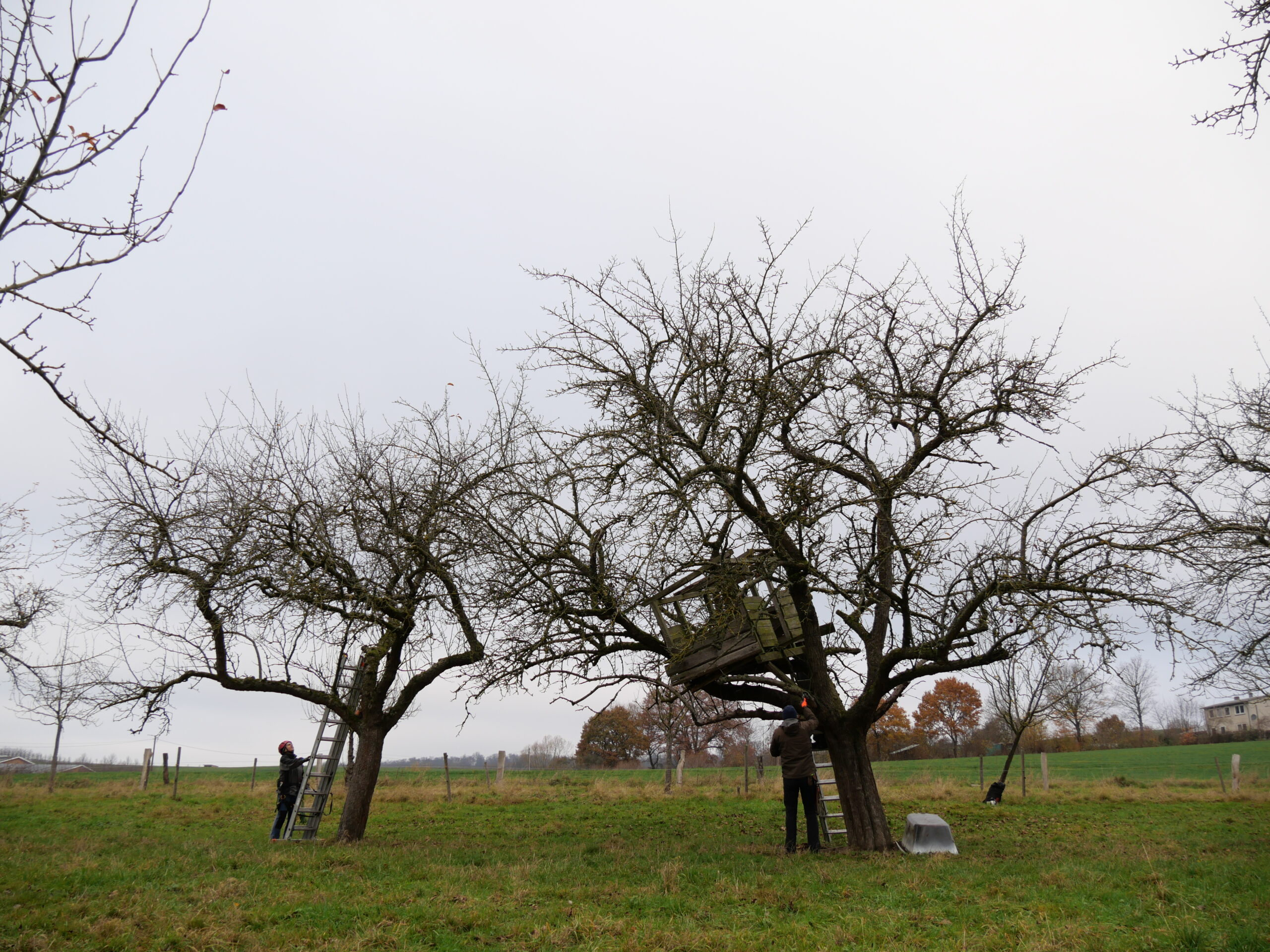 Naturgemäßer Obstbaumschnitt: Schwerpunkt Altbaum