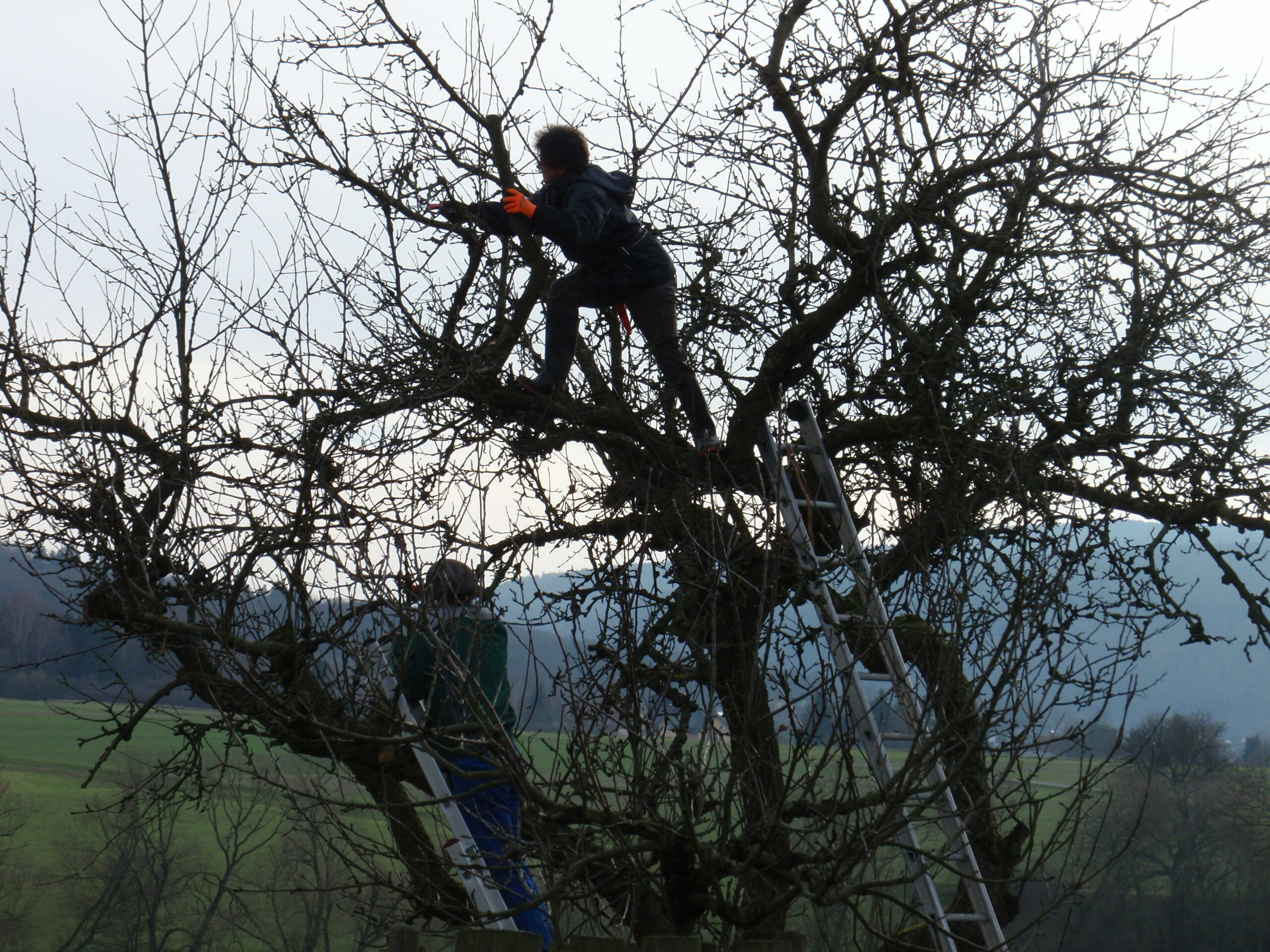 Naturgemäßer Obstbaumschnitt: Jungbaum- und Altbaumschnittkurs in Calden/Liebenau