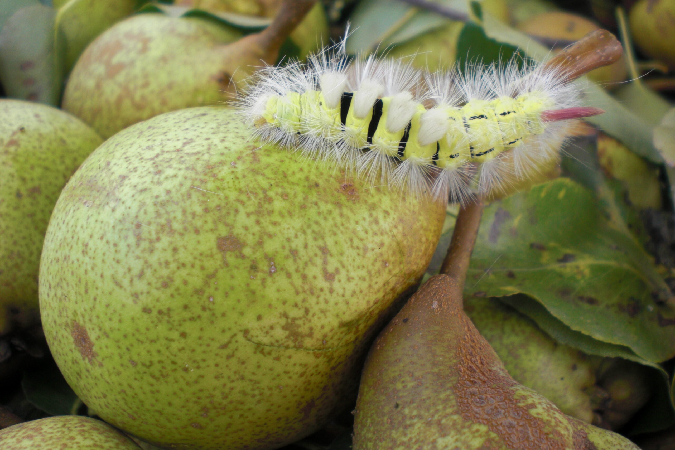 Pädagogisch auf der Streuobstwiese unterwegs