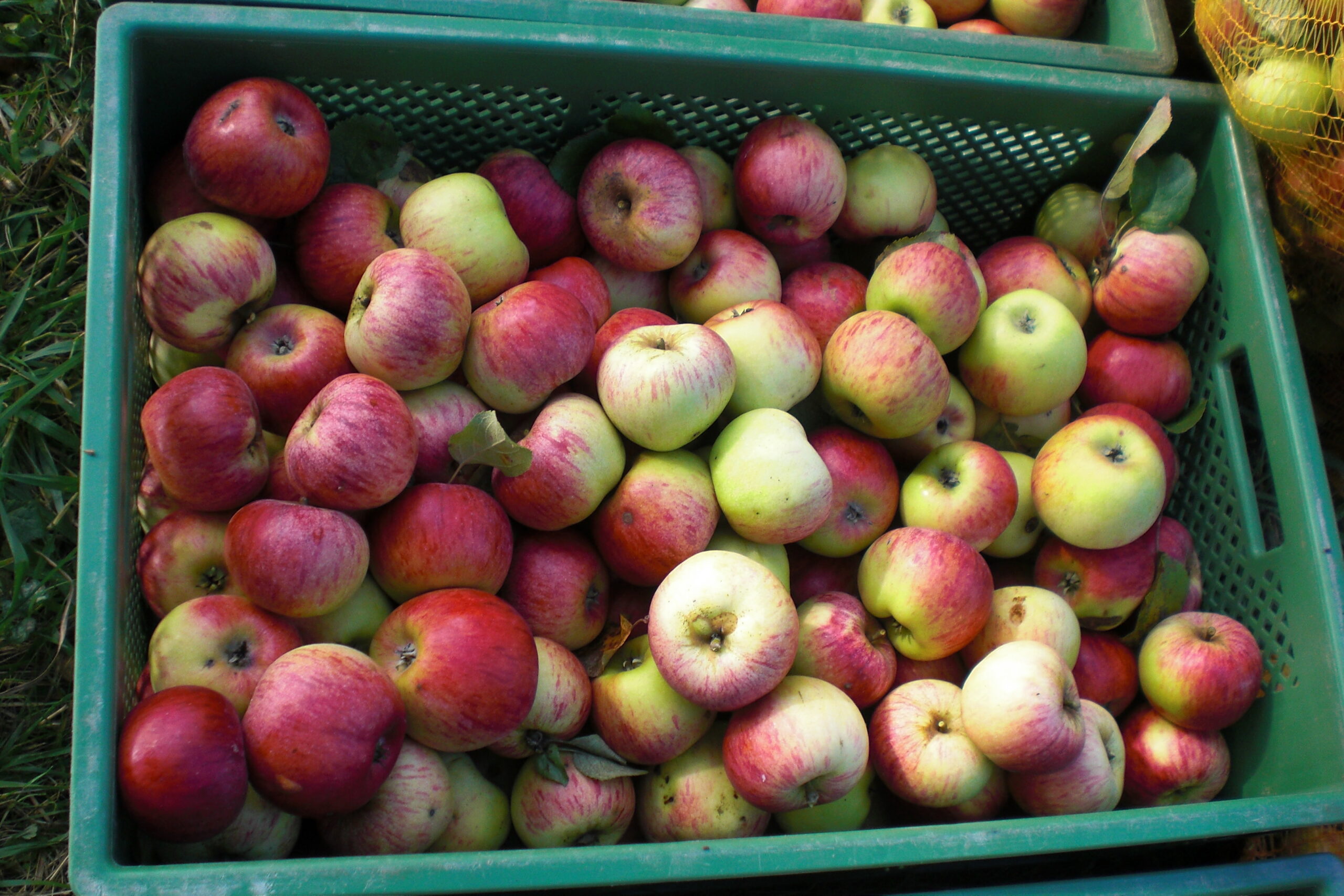 Apfeltag von 10.00 bis 17.00 Uhr in Hausen / Rhön