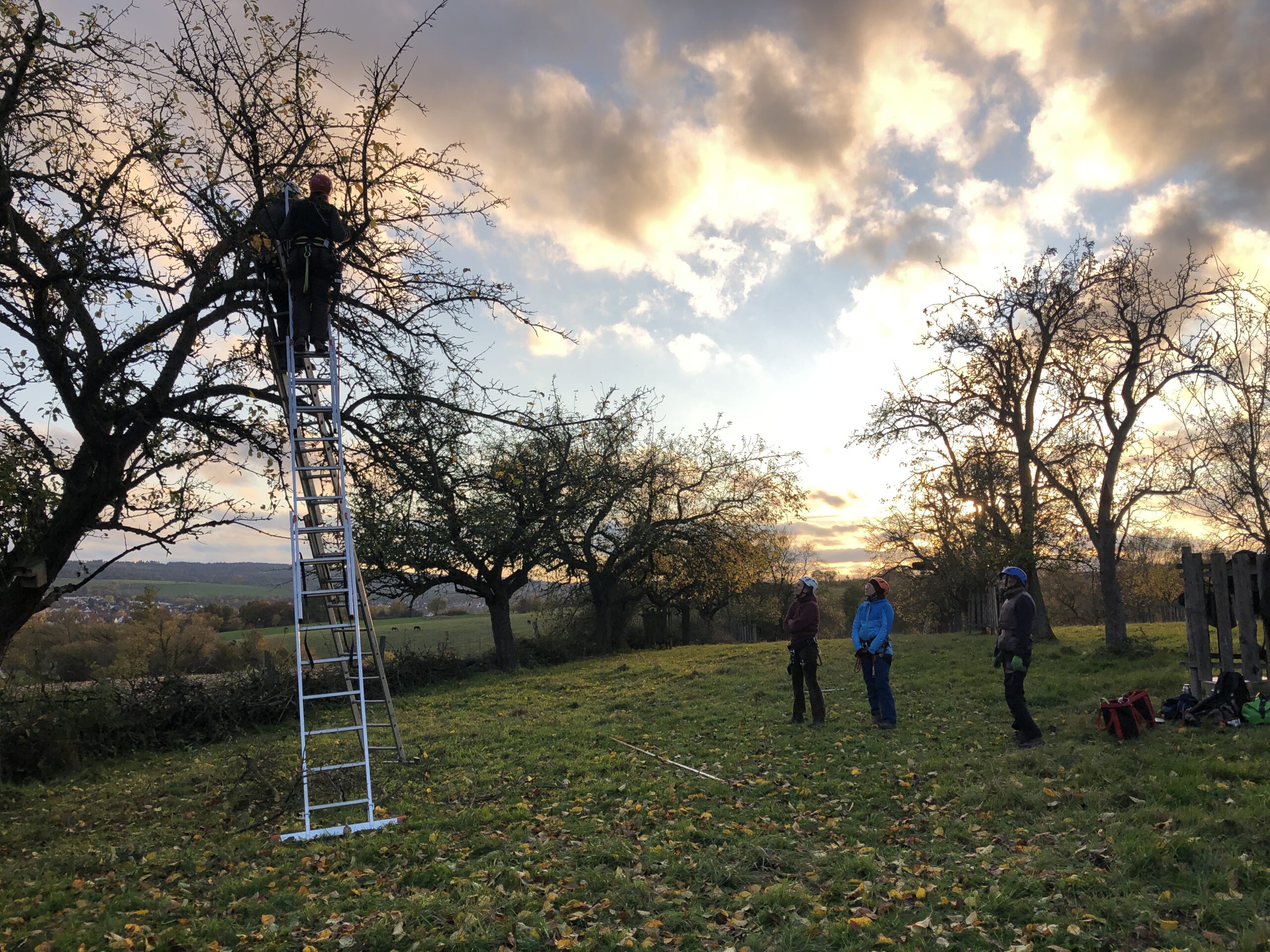 Naturgemäßer Obstbaumschnitt: Jungbaum- und Altbaumschnittkurs Baunatal