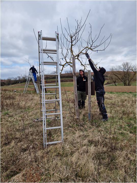 Obstbaumschnittkurs insbesondere für Mitarbeitende von Bauhöfen / Kommunen/2-teilig