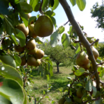 Sortenbestimmung in Alheim Oberellenbach